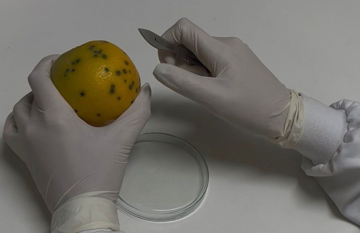 Fungo da pinta-preta mostra resistência parcial a fungicidas