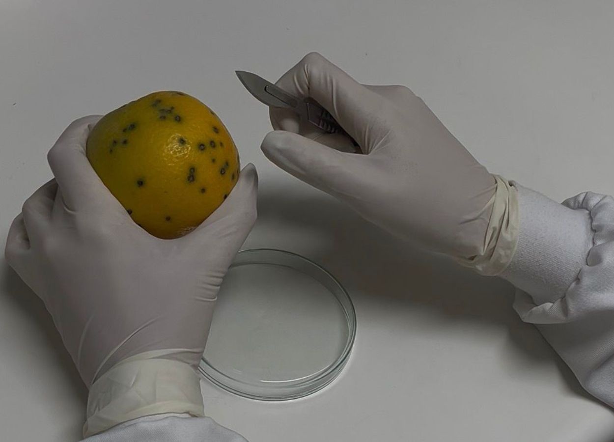 Fungo da pinta-preta mostra resistência parcial a fungicidas