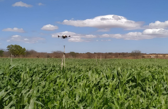 Uso de biotecnologia e drones impulsiona retomada da cotonicultura em Catuti