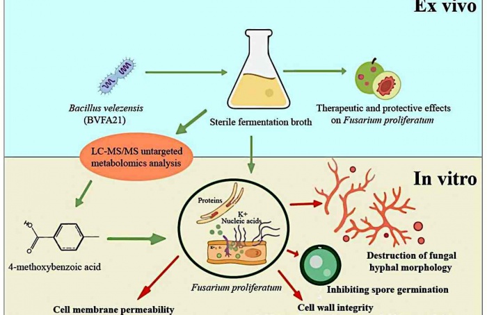 Bacillus velezensis inibe Fusarium proliferatum em ameixa