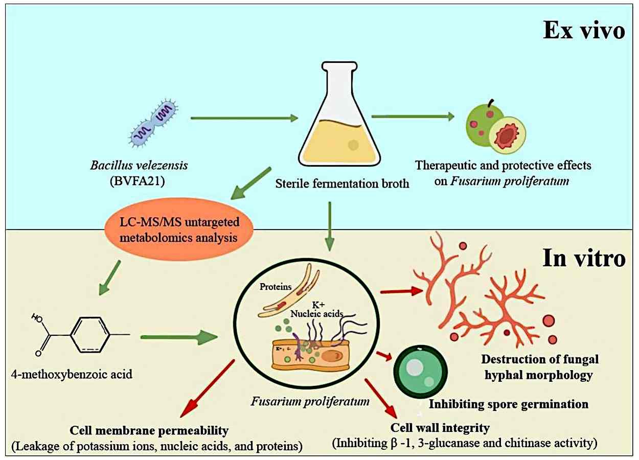 Bacillus velezensis inhibits Fusarium proliferatum in plum