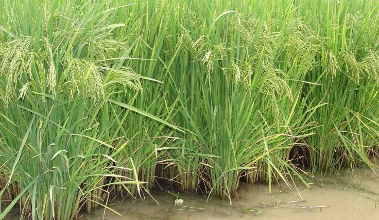 RiceTec garante aumento da cotação no ato da compra de suas sementes