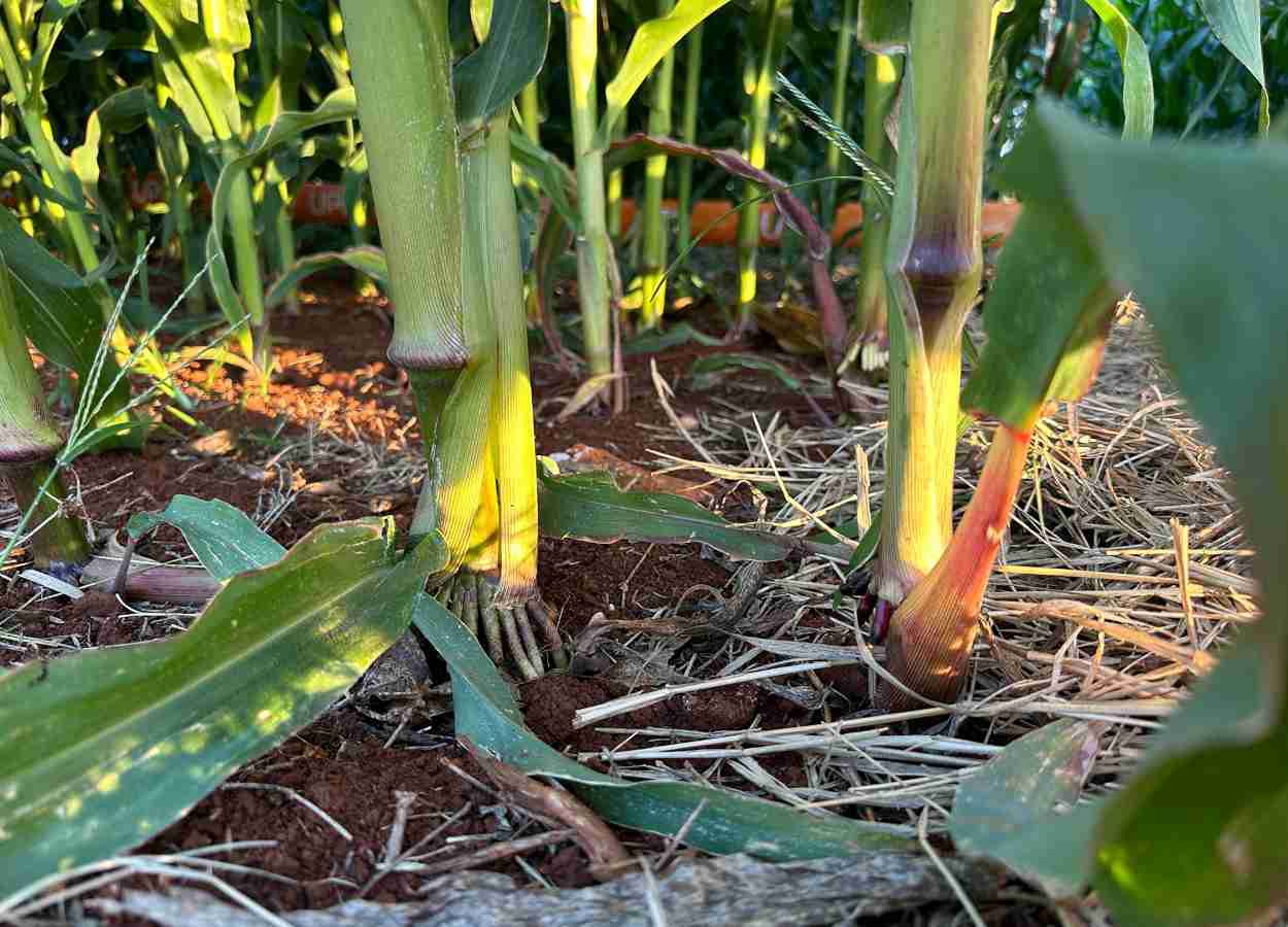 Bactérias do milho mudam programação ao crescer nas raízes