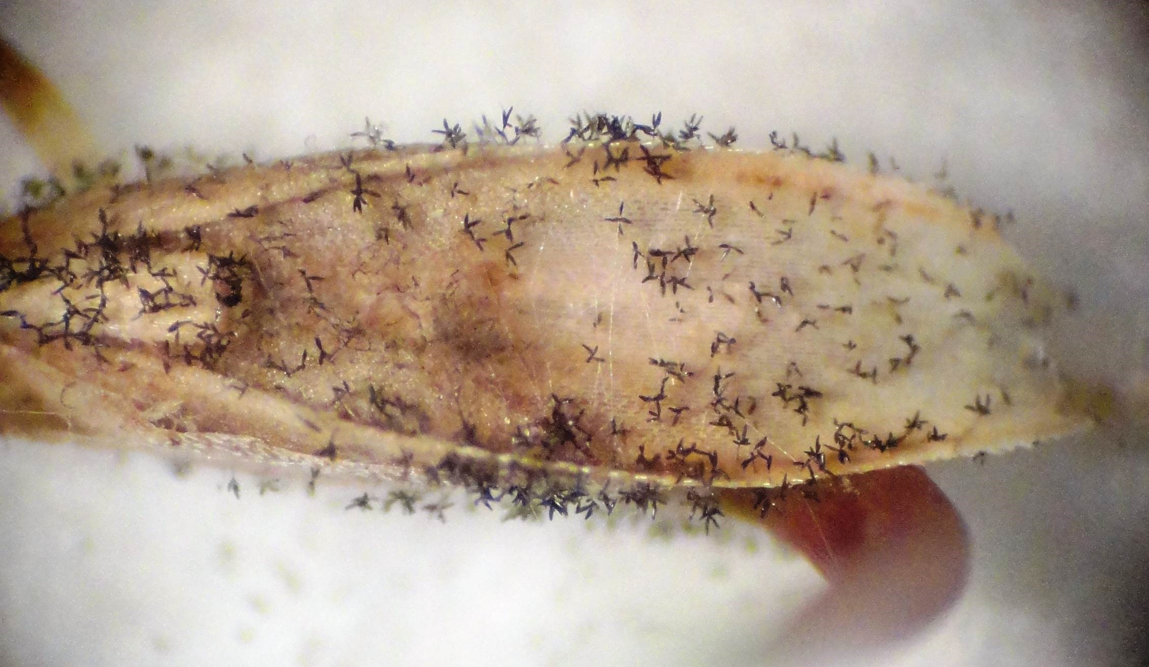 Figura 1: Semente de trigo infectada com Bipolaris sorokiniana, apresentando conidióforos e conídios de cor escura. CCGL TEC, 2015. Fonte: Caroline Wesp Guterres (CCGL).