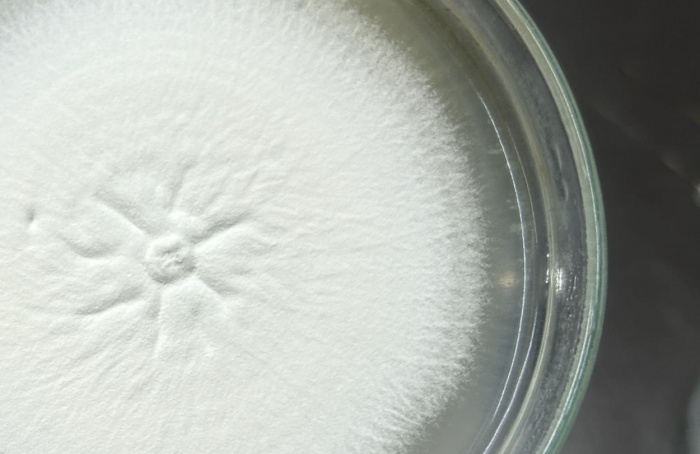 Fungo Beauveria bassiana reduz ação de nematoide-das-galhas em tomateiros
