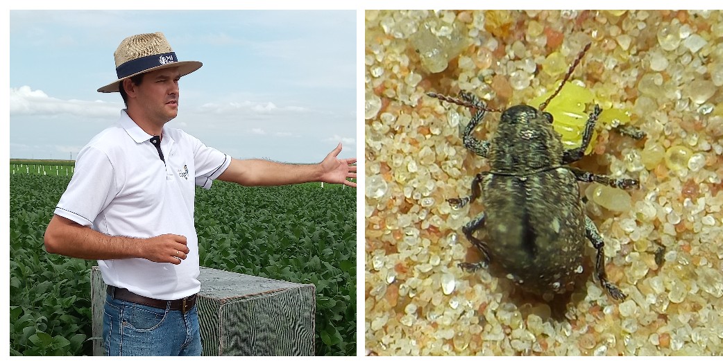 Cascudinho-da-soja tem aparecido muito nas lavouras de soja de Mato Grosso