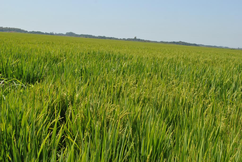 Conab oferta 35 mil toneladas de arroz