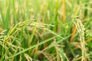Inoculante biológico eleva a produtividade das lavouras de arroz e diminui a necessidade de adubação nitrogenada
