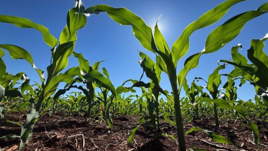 Foto: Marcos Maluf&nbsp;