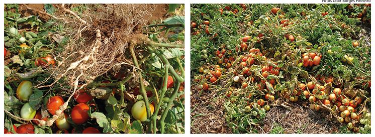 Figura 1 - Perdas em tomate para processamento cultivado em Sistema Plantio Direto de Hortaliças (SPDH) devido à infestação pelo nematoide-das-galhas (Meloidogyne spp.).