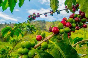 Preparo do solo é fundamental para o cafezal produzir mais e melhor