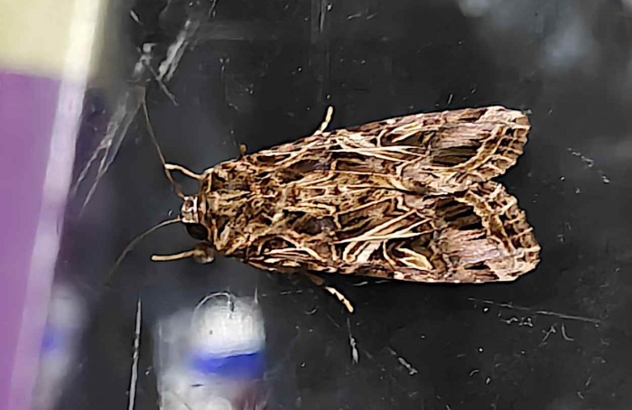 Beta-ionona orienta postura de Spodoptera litura, aponta estudo