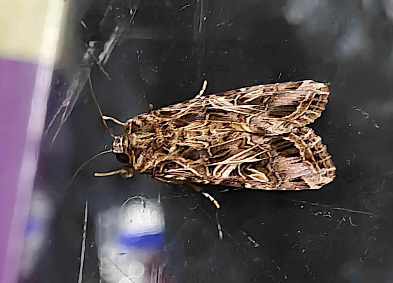 Beta-ionona orienta postura de Spodoptera litura, aponta estudo