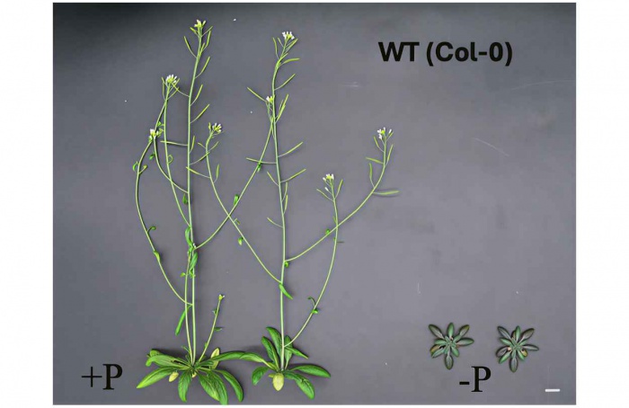 Proteína inativa ajuda planta a adiar floração em solos pobres em fósforo