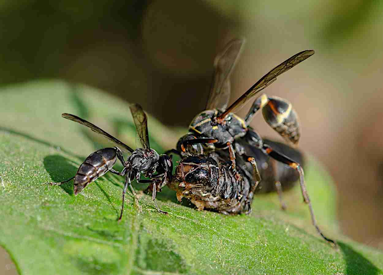 Receptor do feijoeiro liga ataque de lagartas a vespas predadoras