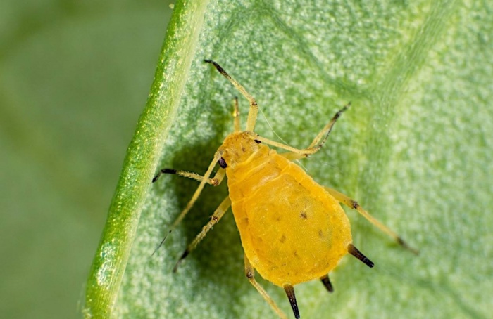 Gene altera escolha de hospedeiro em Aphis gossypii
