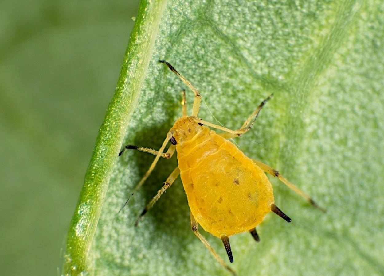 Gene altera escolha de hospedeiro em Aphis gossypii