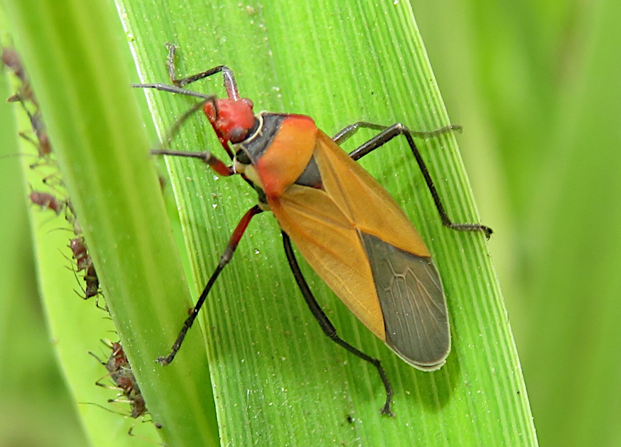 Foto:&nbsp;Rob Westerduijn