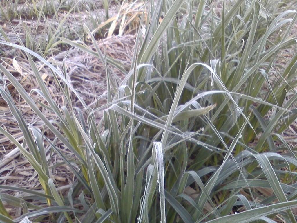 ​Cultivo de cana inverno deve ser evitado na região sul de MS