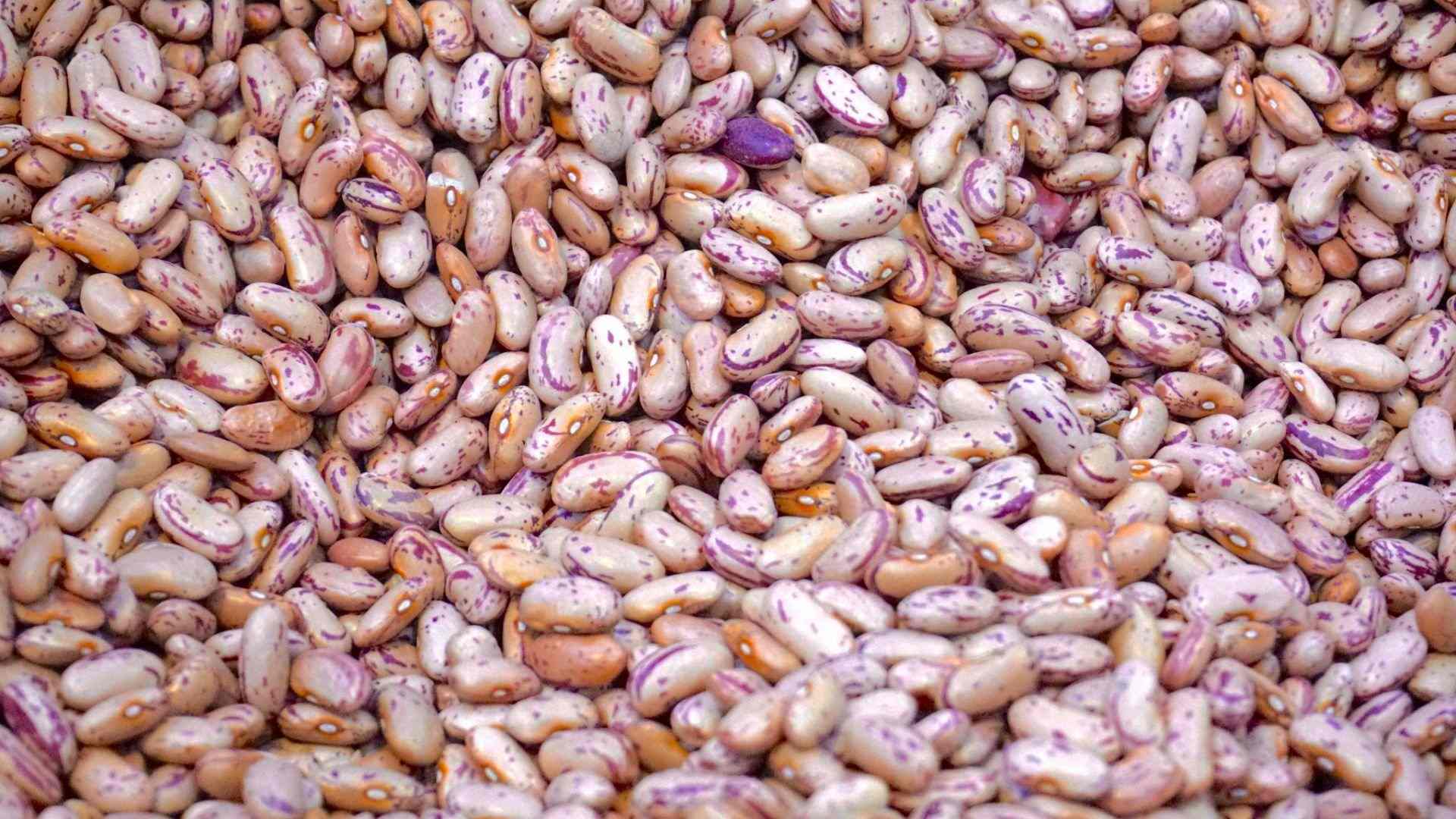 Culturas de feijão, milho e trigo foram beneficiadas pelas chuvas, indica Conab