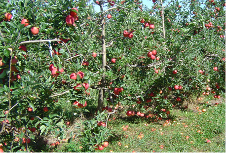 Controle ideal de maturação da maçã