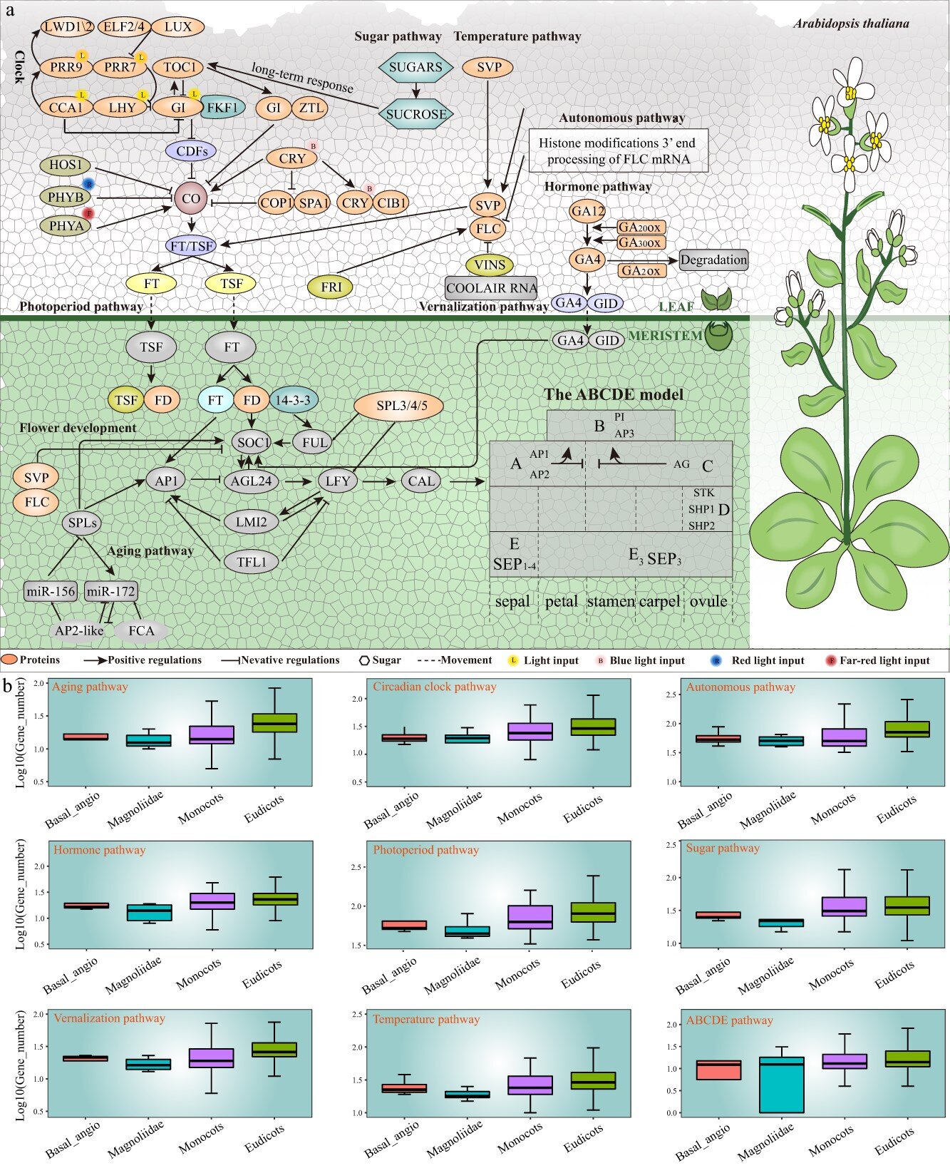 <b>Visão geral das vias reguladoras dos genes de floração nas plantas:</b> (a) rede regulatória resumindo as inter-relações dos principais genes de florescimento em oito vias e o modelo ABCDE; (b)  análise comparativa do número de genes de floração em diferentes caminhos entre quatro classificações de 837 espécies - Fonte:&nbsp;&nbsp;dx.doi.org/10.1093/hr/uhae013