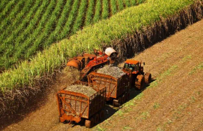 Moagem da cana cai 3,35% na segunda quinzena de julho, indica a Unica