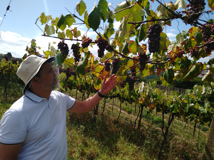Embrapa e SEAPDR disponibilizam Boletim com efeito das condições meteorológicas sobre safra da uva na Serra Gaúcha