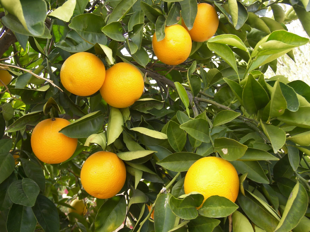 Soluções à base de extratos vegetais recuperam pomar de citros