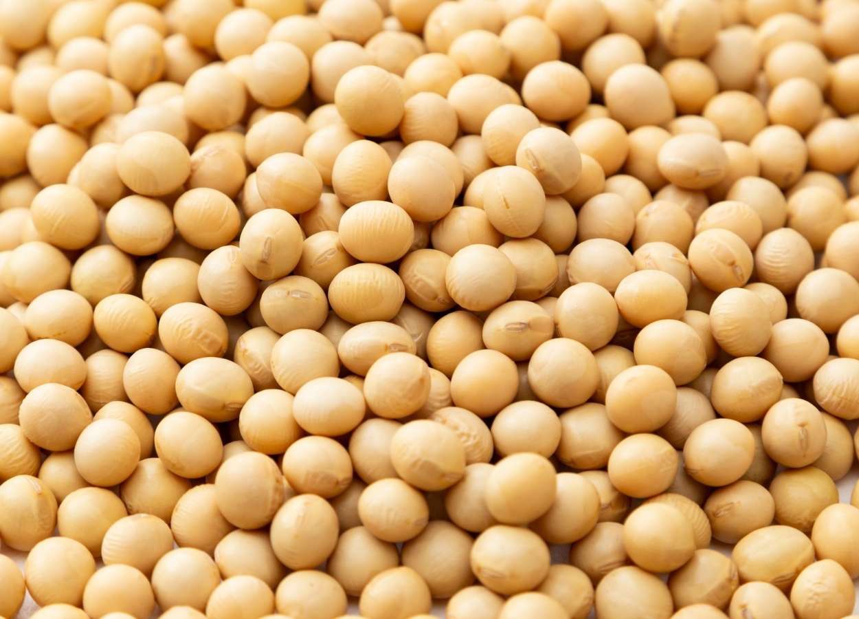 Esmagamento de soja deve bater recorde em 2026