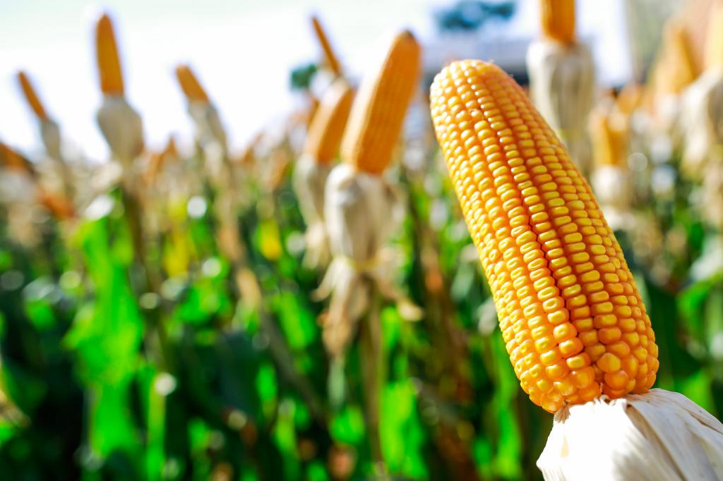 Progresso da colheita do milho enfraquece cotações