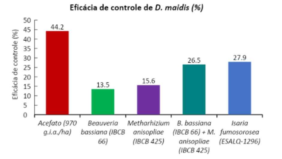 Figura 4 - eficácia de controle de D. maidis. Valores médios obtidos dos ensaios realizados nas três últimas safras nas Estações de Pesquisa, Rio Grande do Sul e Goiás, da Staphyt Brasil