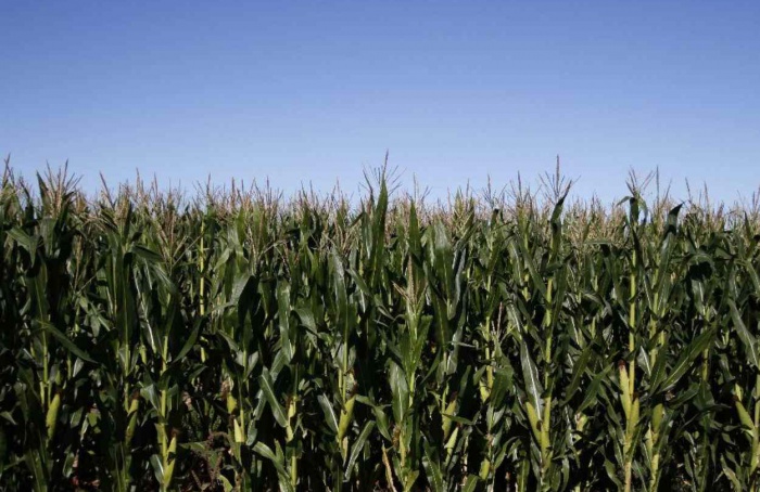 Emissão de warrants no setor agroindustrial argentino bate recorde