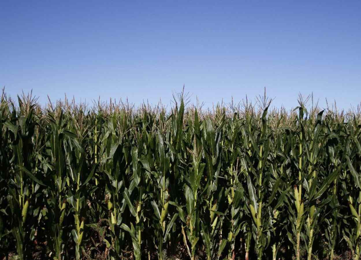 Emissão de warrants no setor agroindustrial argentino bate recorde