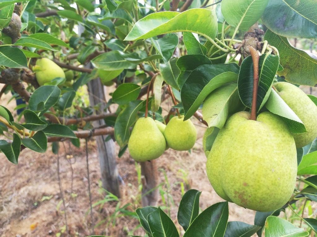 Pesquisa viabiliza cultivo de pera no sertão