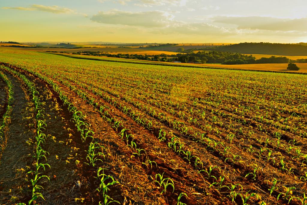 Forseed mostra resultados em Dia de Campo Copagril 2019