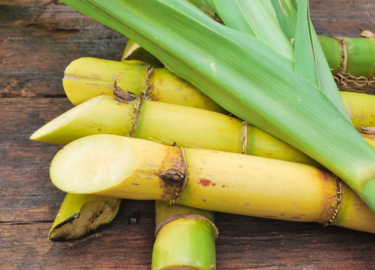 Mudança na Tailândia pode reduzir oferta global de açúcar