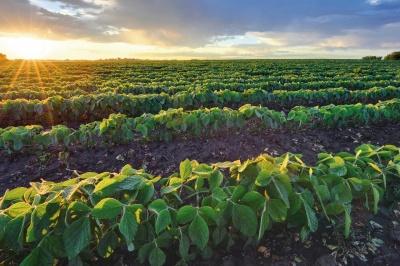 Bayer e Aliança da Terra se unem por uma agricultura mais sustentável