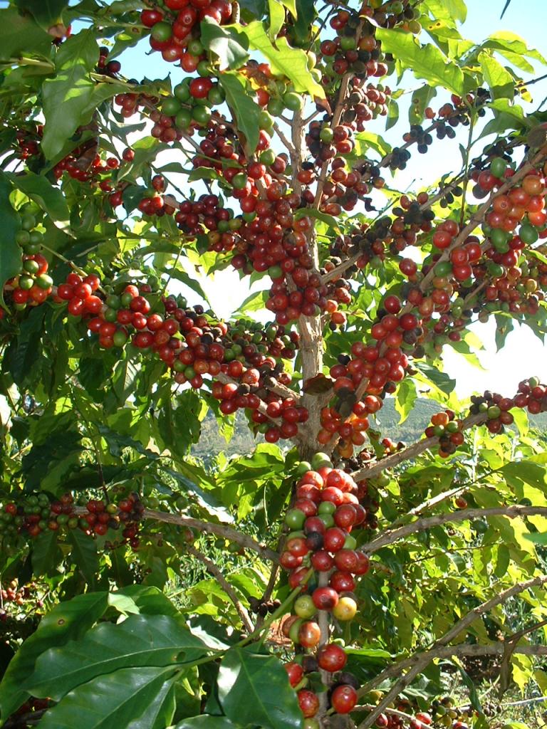 ​Fenicafé discute tecnologias e tendências para a cafeicultura irrigada brasileira