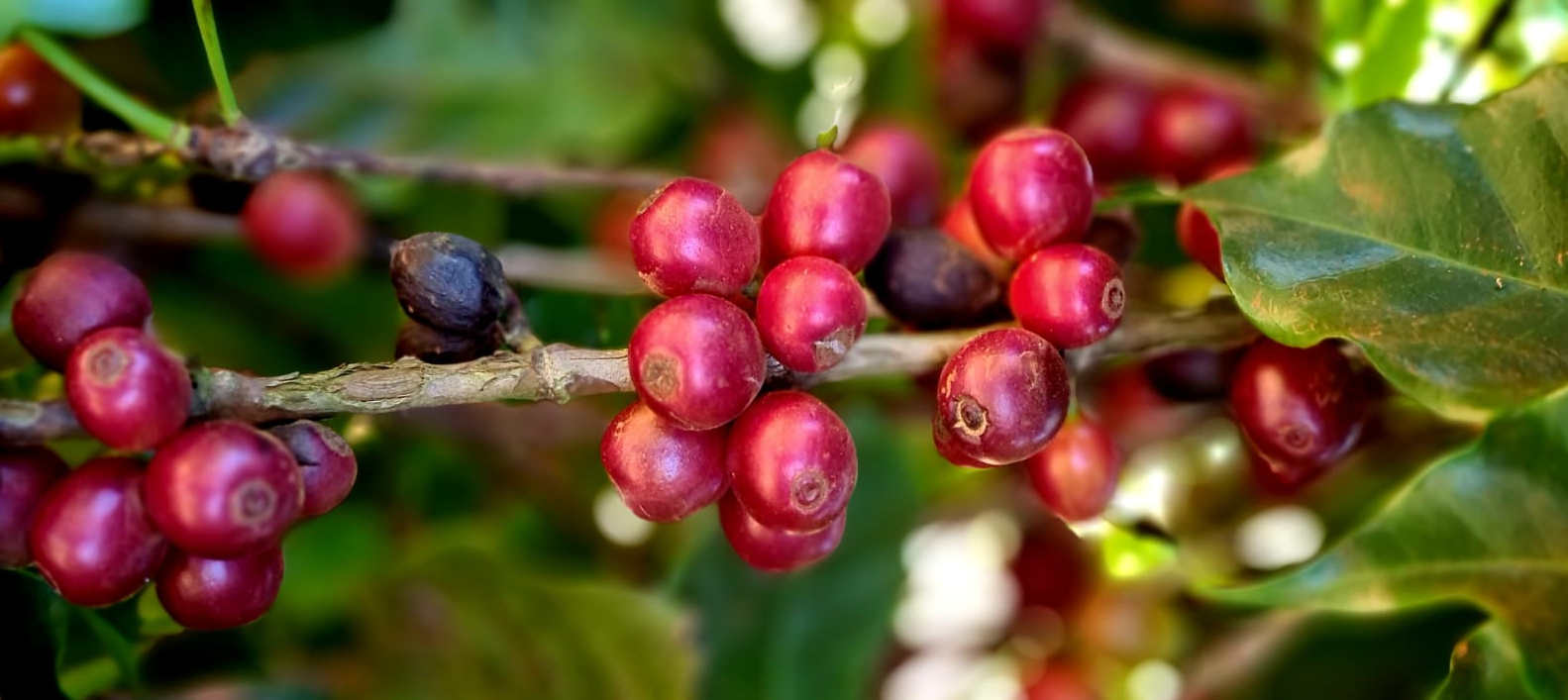 Produtor adota biotecnologia em 100% de sua fazenda e eleva qualidade dos grãos de café