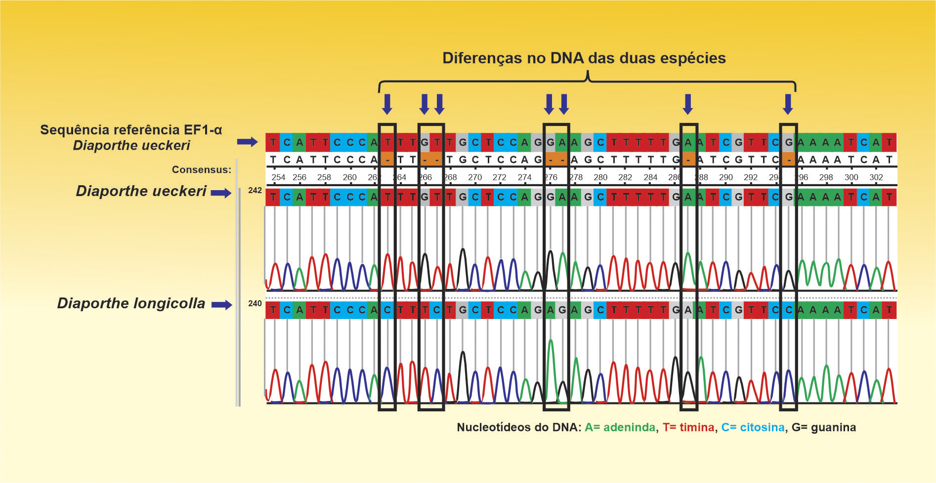 <b>Figura 2 - </b>eletroferograma da sequência parcial do gene do fator de elongação (EF1-α), usado na análise de identificação das espécies de Diaporthe. Na imagem, estão alinhadas as sequências de uma amostra de D. ueckeri e outra de D. longicolla. Nucleotídeos diferentes entre as duas espécies estão destacados nos retângulos e indicados pelas setas. A sequência referência usada para o alinhamento é de D. ueckeri