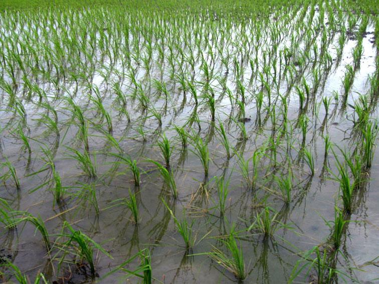 ​FMC divulga ferramenta que permite minimizar perdas por baixas temperaturas no Congresso do Arroz Irrigado