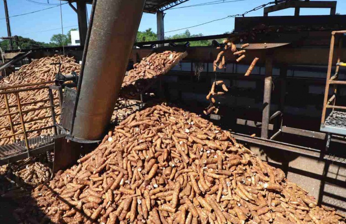 Novas cultivares de mandioca serão lançadas no Show Rural 2026