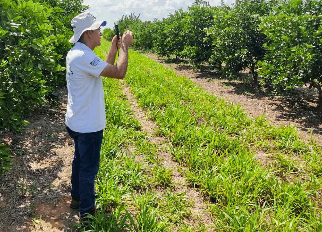 Adapec realiza inspeção em áreas de cultivo de citricultura no Tocantins