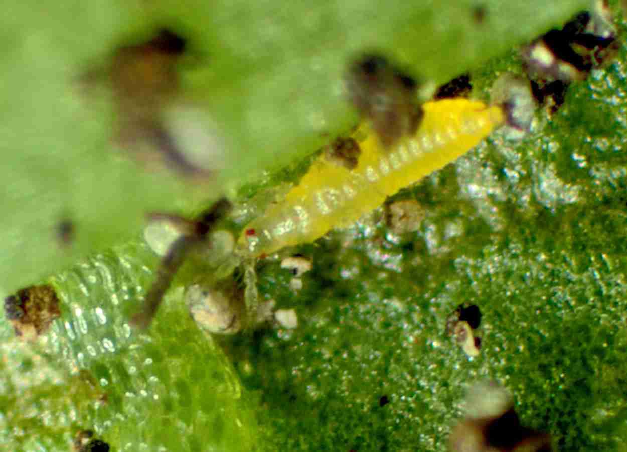 RNAi atua contra actina muscular para controle de tripes