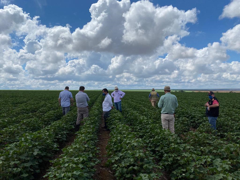 Mapa realiza ação para verificar fungo da soja em plantas remanescentes em cultivos de algodão