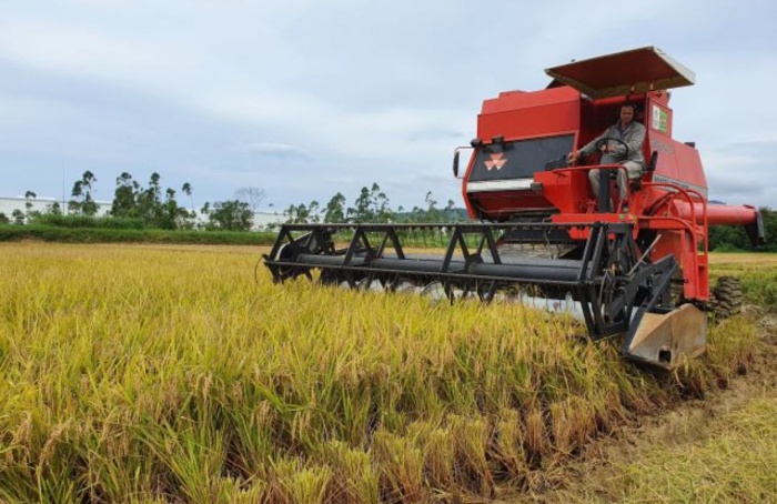 Arroz catarinense conquista reconhecimento internacional