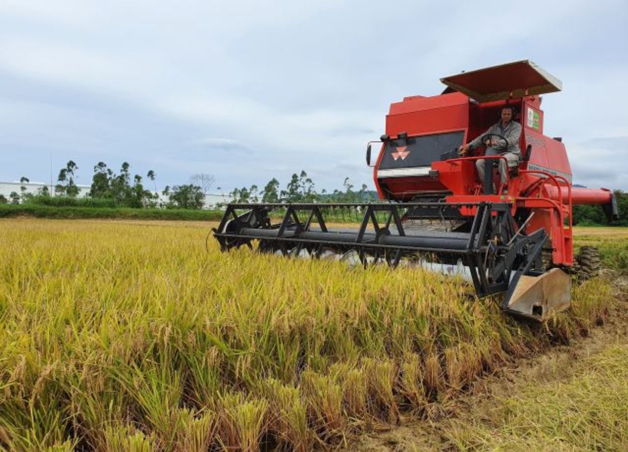 El arroz de Santa Catarina obtiene reconocimiento internacional.