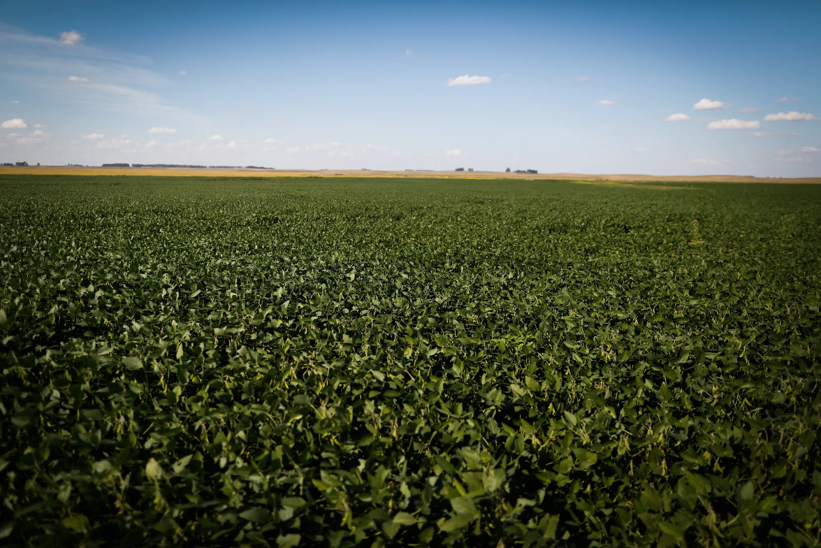 Brasil apresentará seu modelo de agricultura sustentável na COP 27