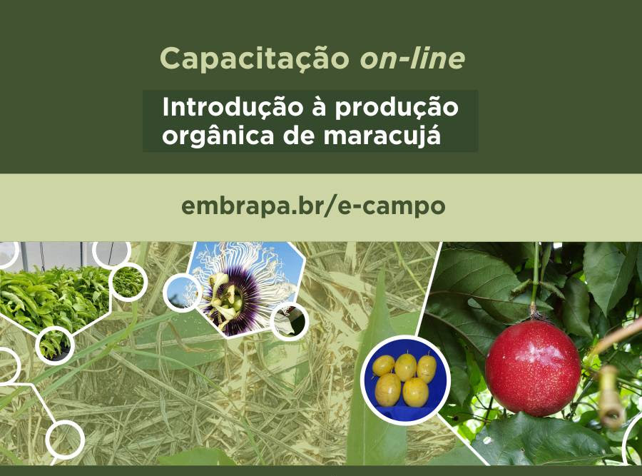 Produção orgânica de maracujá é tema de curso EAD da Embrapa